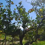 Palati * קאטליוס
