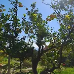 Palati קאטליוס