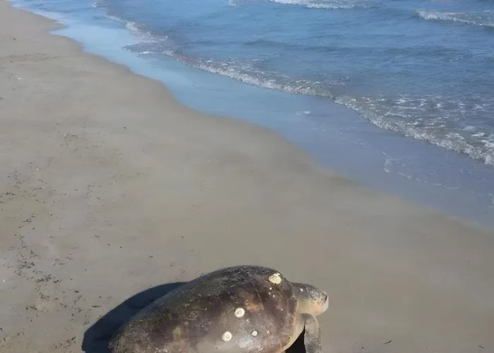 Palati Casa de Férias *